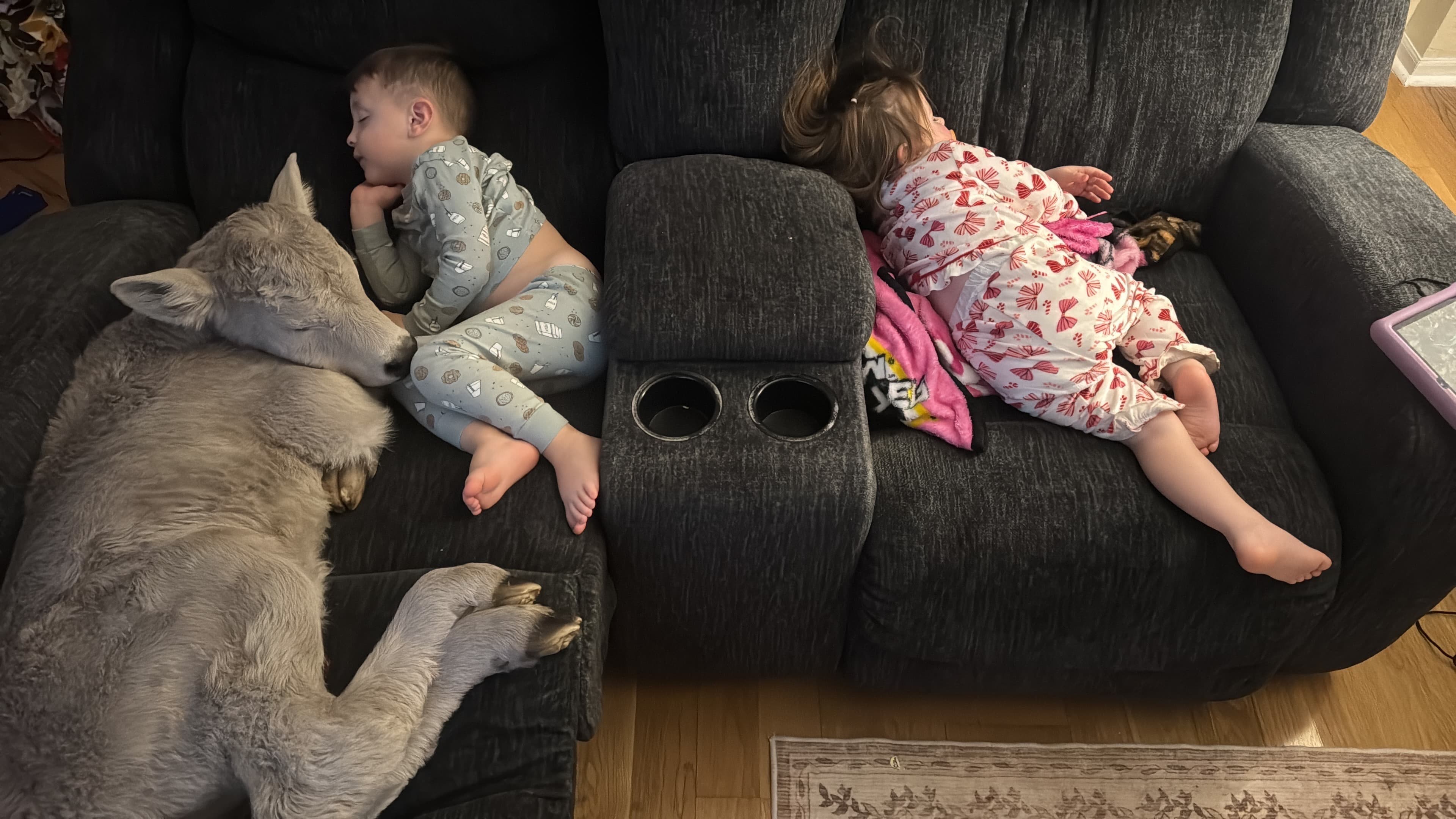 혹한 속 태어난 송아지, 아기들과 소파에서 '꿀잠'