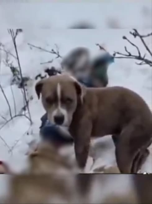 영하 추위에 식음 전폐…인도 폭설에 숨진 주인 나흘 동안 지킨 반려견