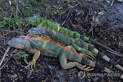 이구아나 수난시대…美 이상한파에 얼어붙어 나무에서 떨어져